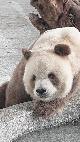 今日も可愛すぎるチーザイ🐼🍫 cute qisai🤍🤍🤍 #パンダ #チョコレートパンダ #動物 