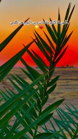 گلهن فوگاي ملتمات وين اليوجعن گلبي#تصويري #تصويري_احترافي_الاجواء👌🏻🕊😴 #عباراتكم_الفخمه📿📌 #عباره_للفيديو🙂💔 #ليش_تفاعلككم_ضعيف 