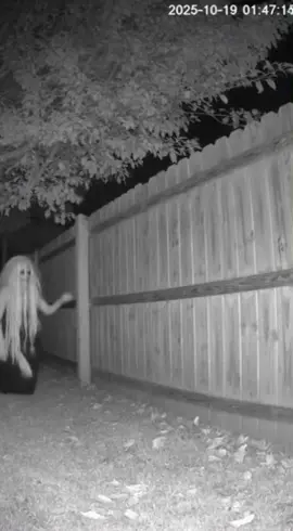 กล้องจับภาพได้ตอนตีหนึ่งกว่า... 👻 ผีปีนรั้วไม้ แล้วรั้วดันหักดังโครม 💀 ตกแบบนี้... คงได้ตายอีกรอบแน่ ๆ 😂 #Halloween #CCTVghost #AIhorror #FunnyGhost  #เทรนด์วันนี้ 