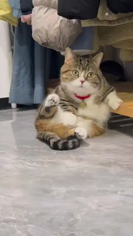 Mập tới nổi ngồi chân ko chạm đất lun😆😆 #meo #pet #cute #map #tiktok 