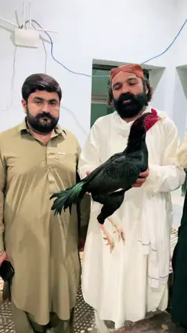 #foryoupage #aseel #aseellovers #punukhel #viral 