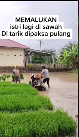 Istri lagi di sawah memakai jilbab hitam ditariik suami pulangg karena belum masaak #fyp 