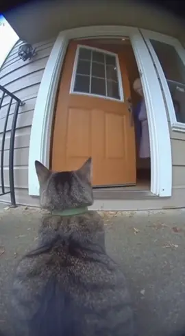 Cute kitty kindly disentigrates grandmother! 🥰 ❤️ #cat #doorcam #fyp #funny #cute 