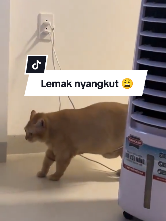 Pawrents‼️ Kabarnya sampe sekarang dia masih nyangkut 😺 Menurut kalian itu lemak atau abis lahiran ya?😂 #cat #kucingnyangkut #videokucing #kucinglucu #fypシ゚ 