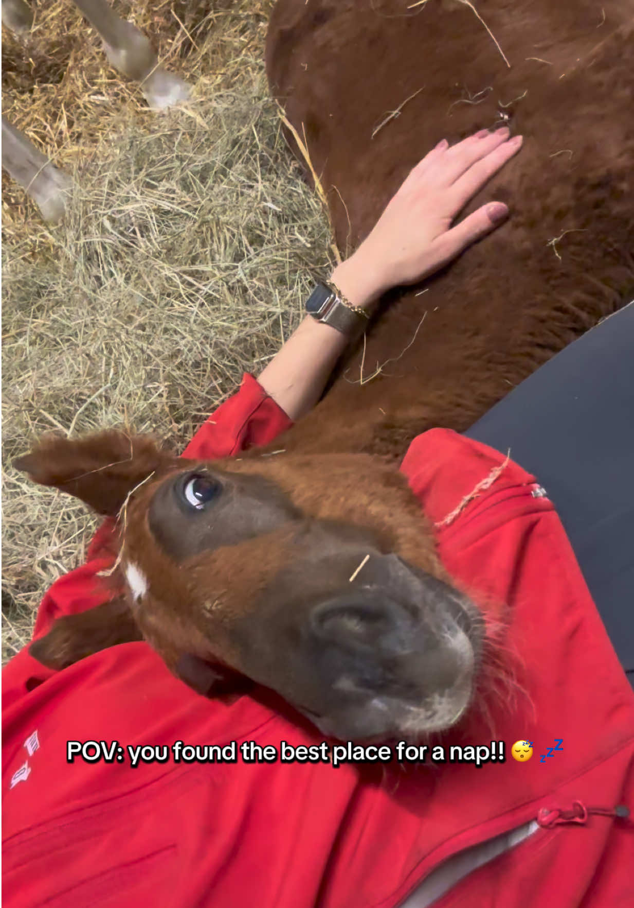 Those little moments…🥹♥️ #twinfoals 