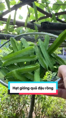 Hạt giống quả đậu rồng hay còn gọi là đỗ khế#hatgiongdaurong #hatgiongdokhe  @loan vu 1234567@  @loan vu 1234567@  @loan vu 1234567@ 
