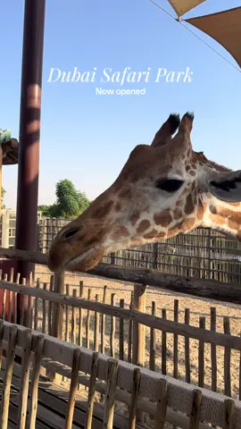 Wild days ahead! 🐯🌿 Heading to Dubai Safari Park on its new season opening — explore, roam and admire over 3,000 animals across Africa, Asia and the Arabian desert 🏜️  #dubaisafaripark #dubai #dubaitravel   Booked via @GetYourGuide - Use code AKTRAVELSS5 #ad 