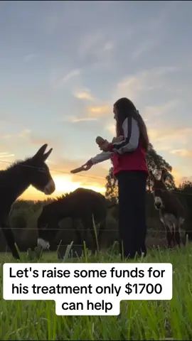 #eselparkzons #registeredminiaturedonkey #fentysuperbrandday #donkeylove #fentysuperbrandday 