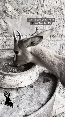 خۆشترین گۆرانی🖤#غزال🖤🦌 #foryou🖤 