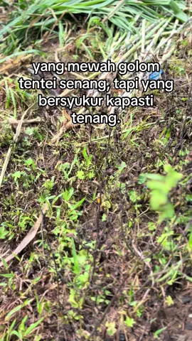 Pemuda peulara lumoe kleut #fpyシ #katakataaceh#hanyaanakpetani @muzaleb 