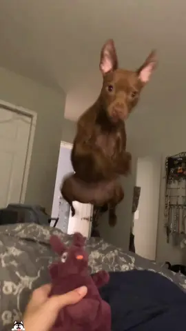 Dogs are alarms that their owner cannot turn off.⏰🐾#dogsoftiktok #funnydog #fyp #funnyvideos #dogs    