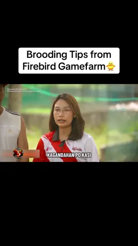 Paano magpalaki ng mga sisiw sina Biboy Enriquez👌 Credits to: Supremo Infinity #malignogamefarm #fyp #gamefowlbreeders #breeding #nocopyrightinfringementintended 