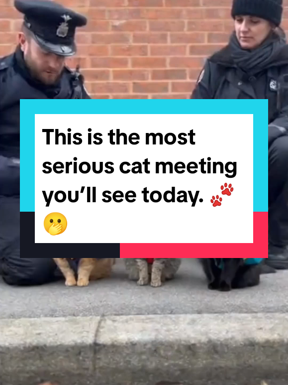 👉Three cats, serious snacks, approved by the squad 🐾🎒🥫 #CatCops #SnackSquadWhen sardines, tuna, and treats are a police matter 🕵️‍♂️🐱🧶 #KittyPatrol #FishyBusinessJust another day guarding the snacks with the best team 🐈👮‍♀️💙 #BrickWallCrew  Whiskers reporting for duty! 🐾🎒👮‍♂️   + backpacks + fish treats = instant mood boost 🚨📦💚   faces, softer hearts, savory snacks 🐱❤️🥫  , tuna, treats—case closed! 🎒🍴🐾    