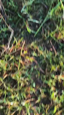 kelingan pas Poso #balonramadhan2025 #balonudaraponorogo #xybca #fyp #masukberanda 