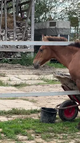 Есть у него такой фетиш, ковыряться в помойке 🥴              #лошади #жеребята #кони #лошадь #horse 