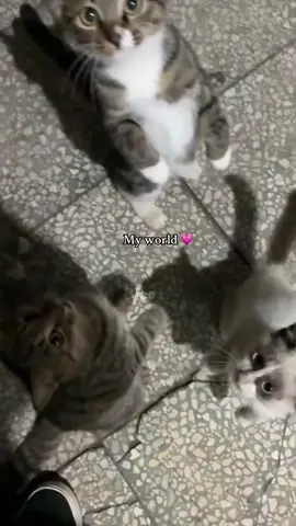 #fyp #catlover 