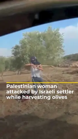 An Israeli settler assaulted a Palestinian woman while she was harvesting olives in the occupied West Bank town of Turmus Ayya. . Witnesses say around 200 armed settlers opened fire on farmers and burned cars as Israeli soldiers looked on. #news