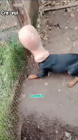 #quynhkun 