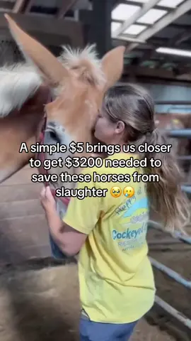 A simple $5 brings us closer to get $3200 needed to save these horses from slaughter 🥹🥲 #savehorses #vetbills #horserescue #horsesoftiktok #sanctuarylife 