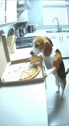 Cachorrinho fofinho flagrado pegando pizza de madrugada 😂😂😂  #meme #cachorro #fofo #dog #lol 