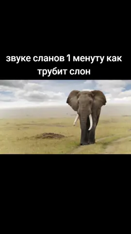 #соон #слон #слони #хобрт #ирбуят