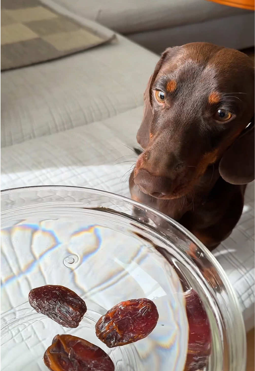 #такса #dachshund #asmr  