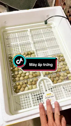 Muốn trứng nở đều – gà con khỏe mạnh Thì máy ấp 5 sao tự động này là ‘chân ái’ đó! ❤️ Khay đảo tự động, tự canh nhiệt – nhàn mà vẫn năng suất #anh2bi #77binhdinh #gà_rutin #máy_ấp_trứng #trứng_gà_rutin 