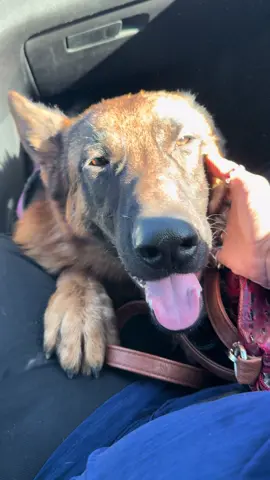 When there’s no, where for your Service Dog to sit…you manage. ##nasatheservicedog##servicedog##servicdogintraining##servicedoglife##servicedogtrainer