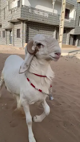 Mon chouchou ♥️😍🐏