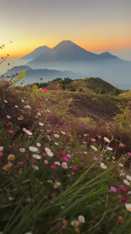 Seindah ini pemandangan di Gunung Prau 🫶 #GunungPrau #BungaDaisy #Pendaki #fyp 