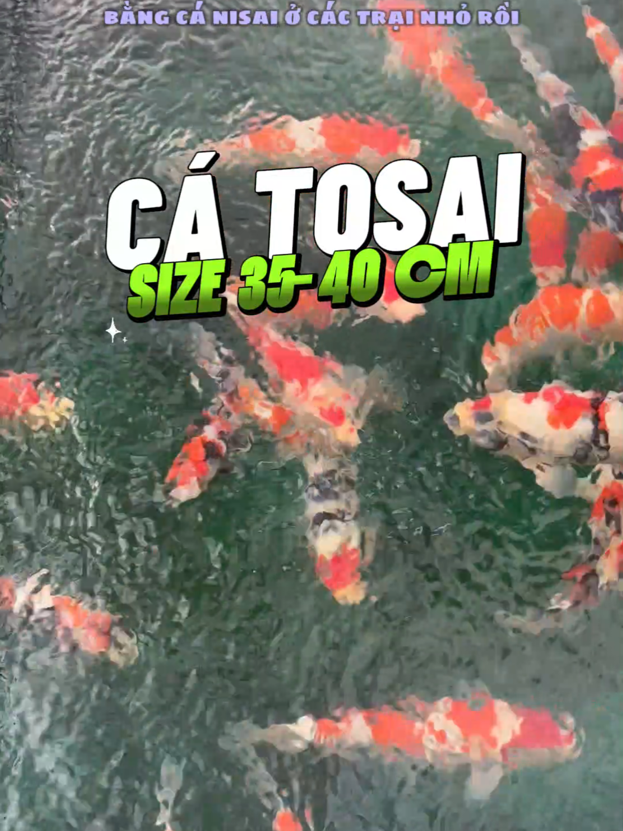Cá Koi Nhật acution Dainichi Koi Farm #tranminhtuansieuthicakoi #cakoidep #cakoinhatban #dainichikoifarm #xuhuong 