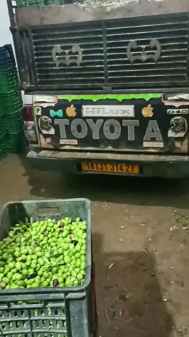 #tik_tok #اكسبلور #شركة#الزيتون #مستغانم 