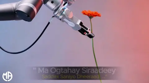 Xasan Aadan Samatar | Ma Ogtahay Siraadey | Qaraami bilaa music ah  #qaraami #somalitiktok #heesbilaamusic #foryourpage 