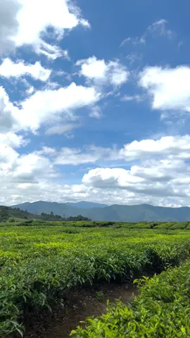 #healing #lewatberanda #fyp #alahanpanjang #sumbar #kebunteh #fypppppppppppppp 