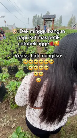 petik cetobeli🍓🥰@linnna_1 #kebunstrawbery #metikstrawberry🍓 #fyp #fyppppppppppppppppppppppp #batumalang 