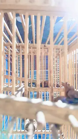 #تغريد #بلبل #عراقي #اكسبلور #ترند 