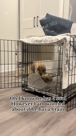 Still love him though! #goldenretriever #foryoupage #dogsofttiktok #viral #funny 
