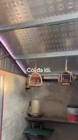 Em còi lối nhập đội. Mầm non này có đáng đãi thóc ko các bác.