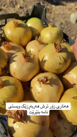 هەناری زۆرترش هەربەڕزێک ئەم هەنارەی ویست نامە بنێرێت:ناونيشان سلێمانی مجیدبەگ بەرامبەر مزگەوتی شارباژێر پشت مەركەزی ئەزمەڕ #imravo✅ #tiktok #active #fypシ゚ #reel 