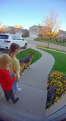 Our German Shepherd protects the kids from a dangerous dog right in front of our house! 🐾💪 #HeroDog #FamilyProtector #GermanShepherd #DogSavesKids #doorbell     