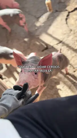 El trabajo dignifica, honra lo que eres y trabaja por aquello que quieres ser. Dios te bendice 🙏🏻❤️ #tiktok #cerdos 