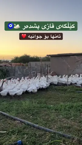 #ماشاءاللّٰه_سبحان_اللّٰه_💖 #حاجیاوا #کێڵگەی_قازی_پشدەر #kelgay_qazi_pzhdar🦢 #foryou @TikTok @Hamay Mam Hasane🦅. 