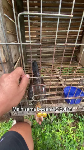Di ajak bercanda😍😍 #edukasipeternakan #perawatanayam #ternakayam #usatornado 