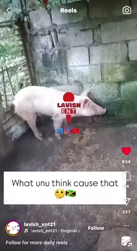 #jamaicatiktok #lavishentertainment  