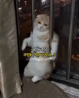 আমি কার কাছে গিয়ে বলবো..?#fyp #foryoupage #islamic_video #islamic_diary29 #viraltiktok 