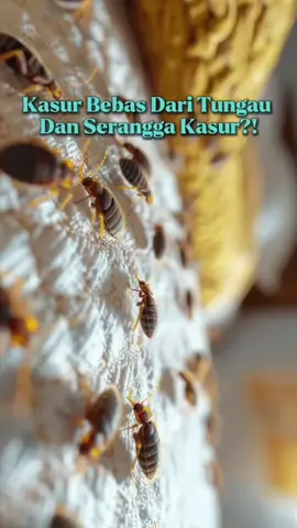 Membalas @illlyyy bisa banget ya kak daripada tidur sama serangga dan kutu kasur mending checkout ini deh kak! 😍✨ #wiselieindonesia #GajianSale #sprayantitungaudankutukasur #pengusirtungaukasur #pembasmikutukasur 