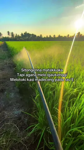 Bismillah#petanipemula #petanimuda #sulawesiselatan #fypシ 