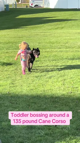 And he loves every minute of it 😂 #canecorso #dogsoftiktok #dogandkid 
