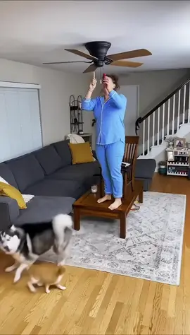 Cat and dog made me cry #viral #fyi #pets #cat #dog 