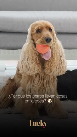 Si alguna vez te preguntaste por qué los perros siempre quieren llevarse todos los palos del parque… aquí tienes la respuesta.🐶 Comparte.❤️  #Lucky #Viral #Perros #datoscuriosos #dogs 